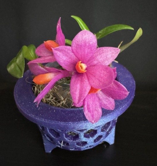 2024 September plant