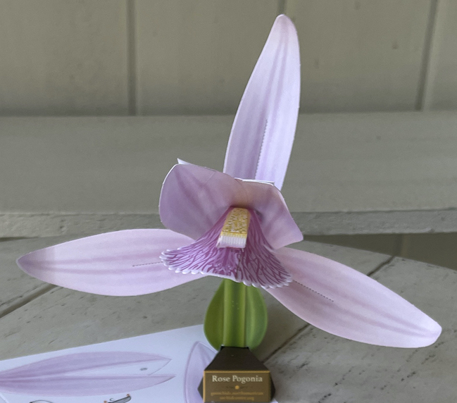 orchid-gami Rose Pogonia images