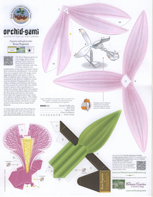 orchid-gami images
