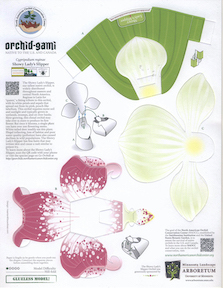 orchid-gami images