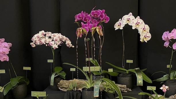 group of Phalaenopsis